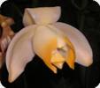 Stanhopea tricornis